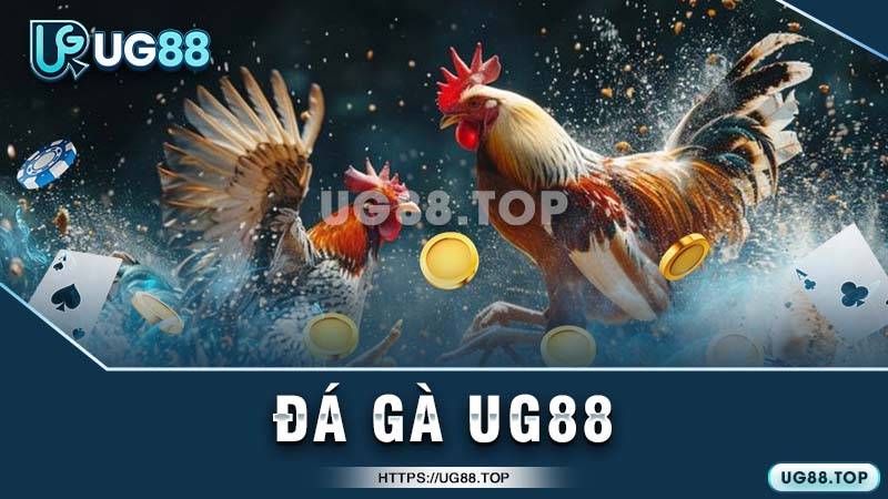 Các loại cửa cược đá gà phổ biến tại UG88