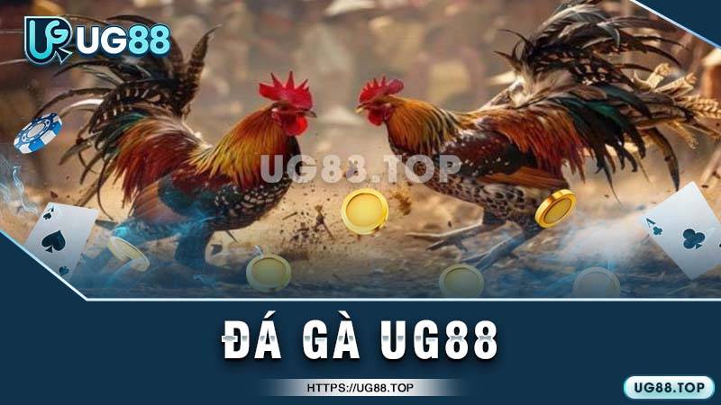 Chiến thuật cược đá gà hiệu quả